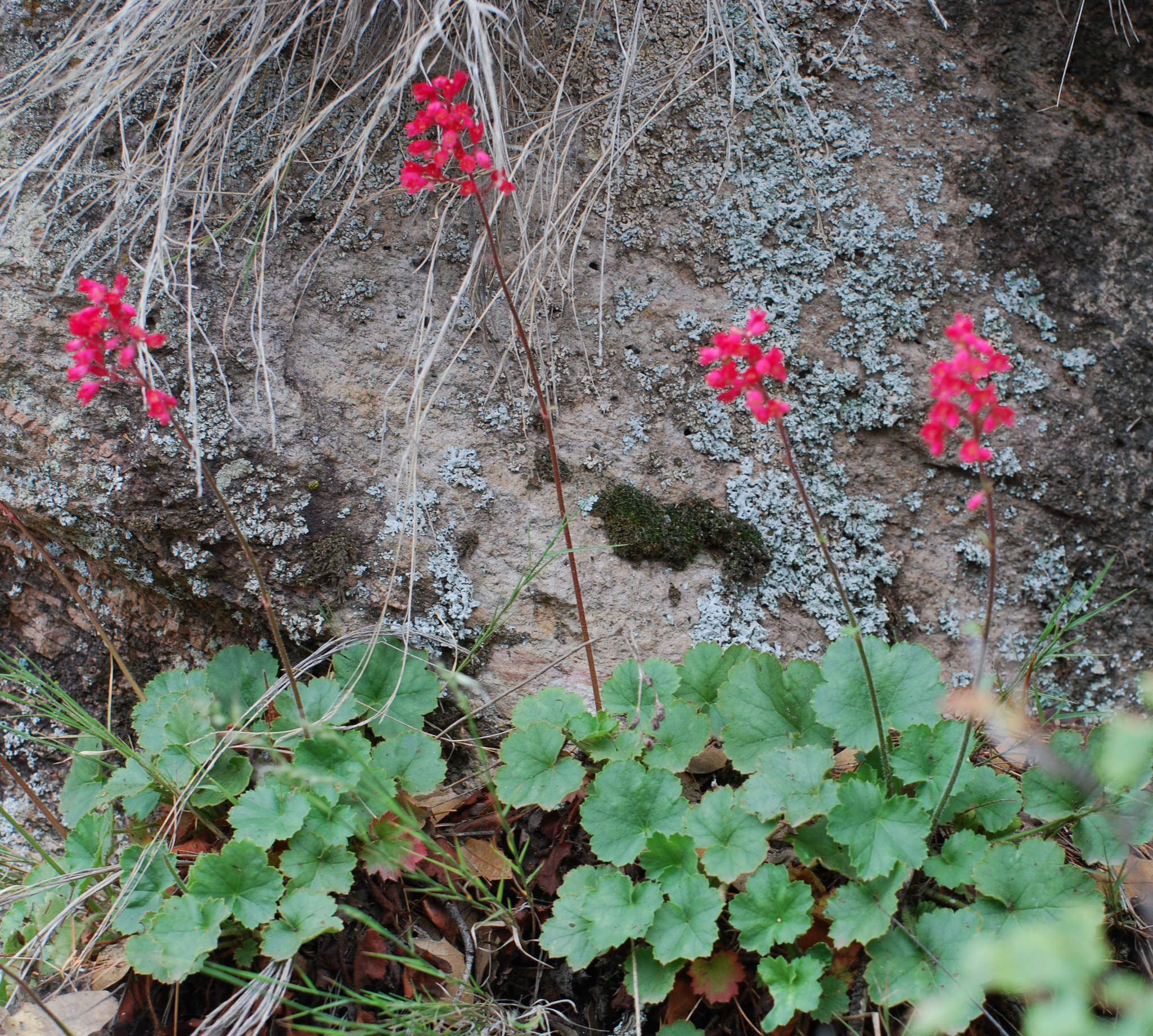Heuchera sanguinea
